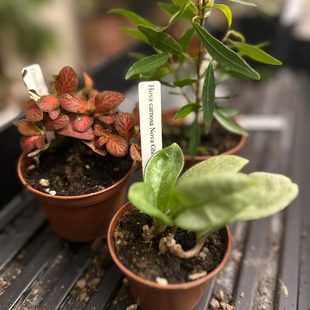 Hoya Carnosa 'nova Ghost' Rare Hoya, Rooted Plant Shipped in 2.5