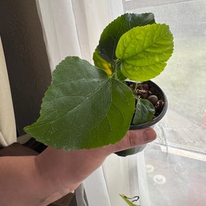 Indigo Sunset Hibiscus Starter Plant (ALL STARTER PLANTS Require