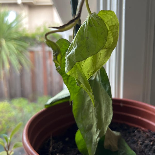 Buy Live Sapote Tree Plant - Sapodilla Manilkara Zapota