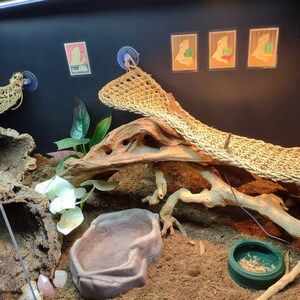 Bearded dragon tank decorations deals