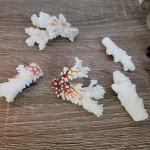 Assorted Coral-5 Pieces-size 1-2real Coral Pieces-coral Decor-beach Wedding  Decor-beach Home Decor-coral Bulk-crafting Supplies-terrarium 