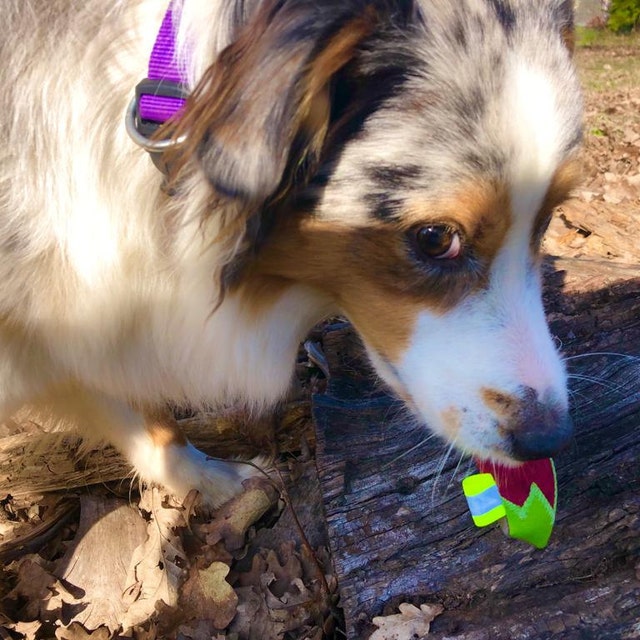 Hundespielzeug Apportel Jagd Hund Pet Toy von MIKAsWALDFREUNDE