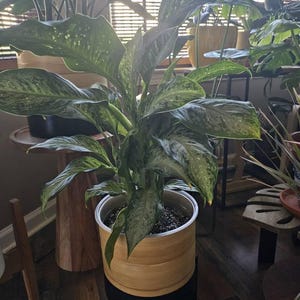 Plantaholic added a photo of their purchase
