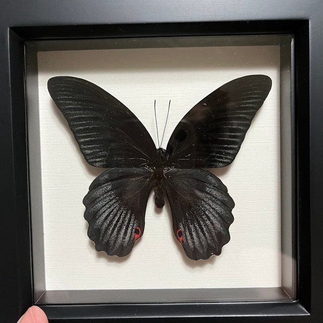PAPILLON FRAMED ART, Paper Butterfly Art, 2.5 inch Black Shadowbox Frame  