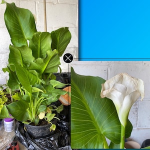 Giant Calla Lily (zantedeschia) 1 Feet Tall 1 Gallon Poy - Etsy