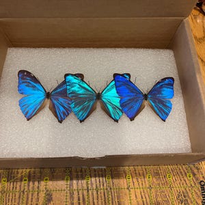 Morpho aega blue butterfly Argentina - Etsy 日本