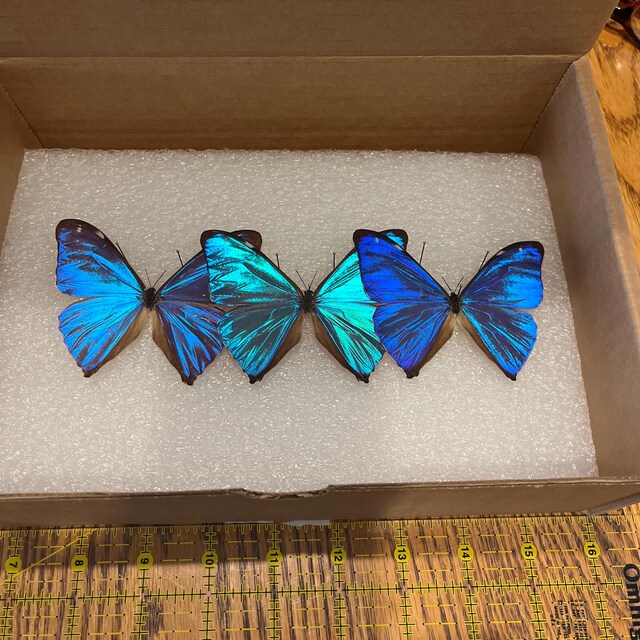 Morpho aega blue butterfly Argentina - Etsy 日本