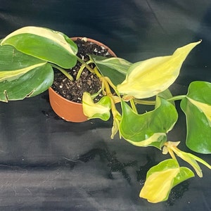 Marlow added a photo of their purchase