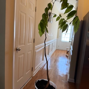 Ping added a photo of their purchase