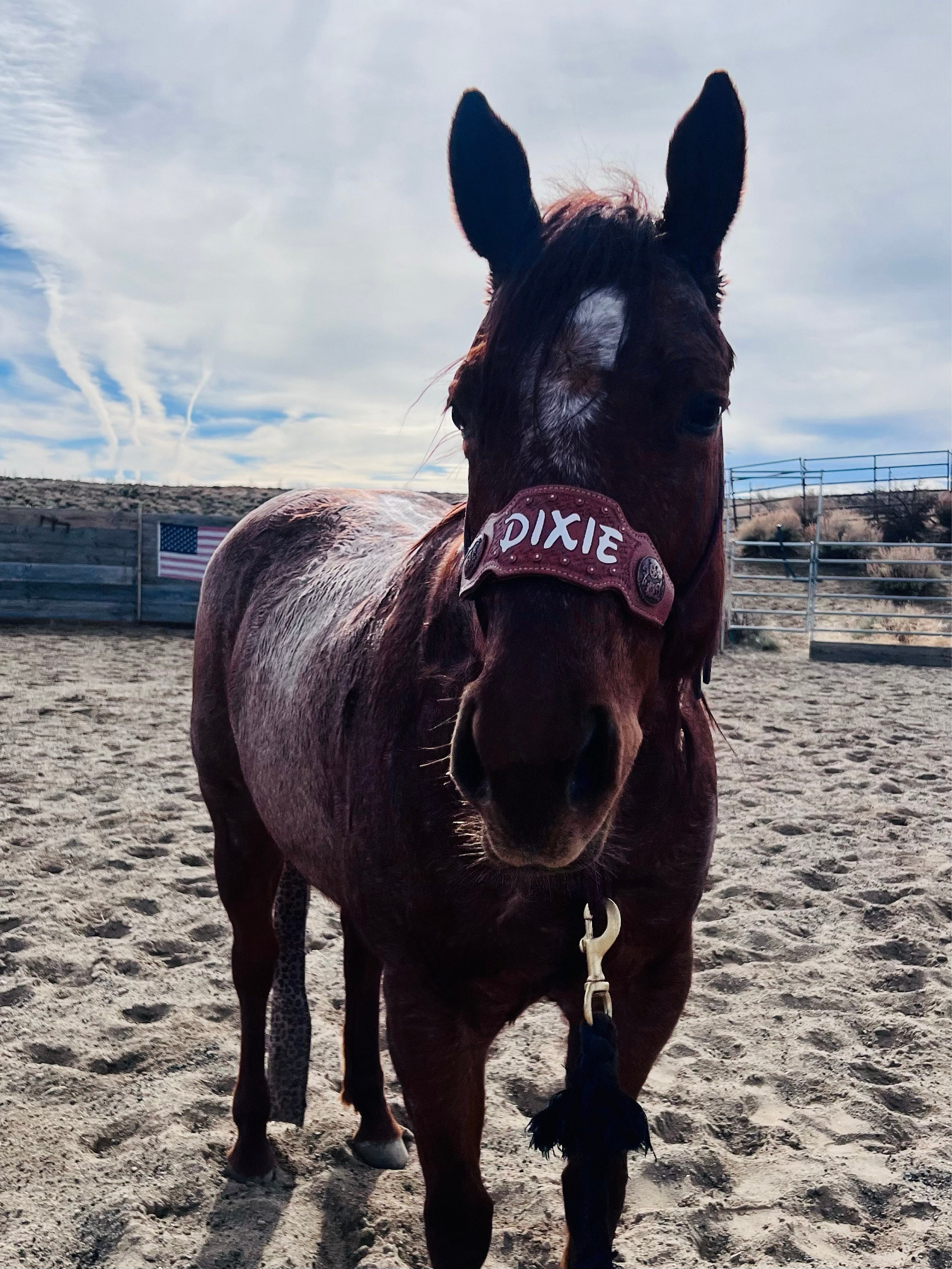 Custom Bronc Noseband with Premium Yacht Rope Halter
