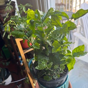 Sheldon added a photo of their purchase