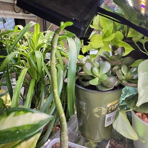 Stephanie added a photo of their purchase
