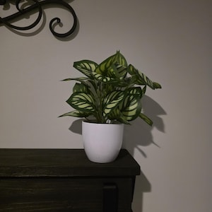 Gaylene added a photo of their purchase