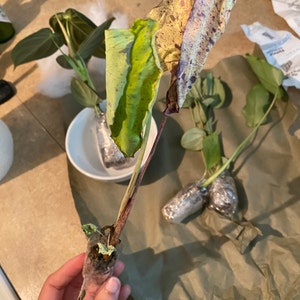 Kyla ha añadido una foto de su compra