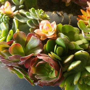 Rochelle Gurusinghe added a photo of their purchase