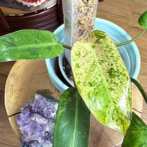 Angelina added a photo of their purchase