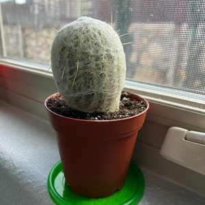 Crassula 'tom Thumb' - Etsy