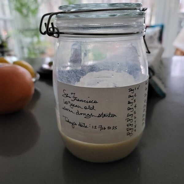 100% Organic Einkorn Wheat Sourdough Starter Yeast Alive and STRONG
