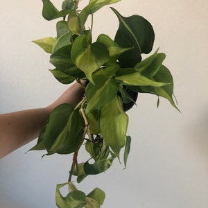 Cydney Jarquin added a photo of their purchase