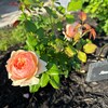 Masora. 真宙 Japanese Rose. Heat Resistance. Disease Resistance. Continue ...
