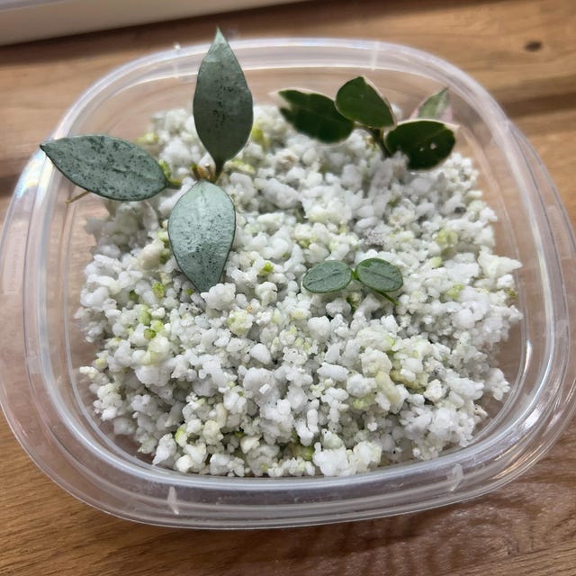Hoya Lacunosa Asami (clone 2) UNROOTED Cuttings - Etsy