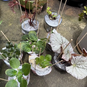 Ping lade till en bild av sitt köp