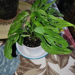Jeannie added a photo of their purchase