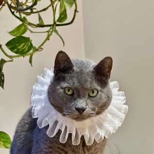 Collare Arricciato per Gatto