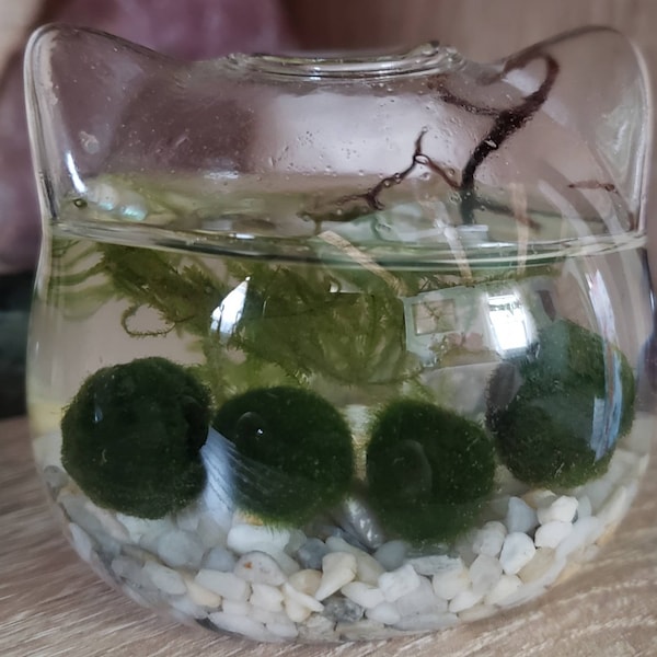 Cat Java Moss Ball Terrarium DIY Craft Kit Christmas Day Gifts Office ...