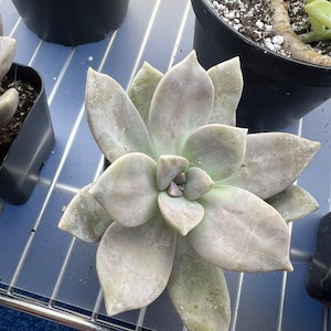 Purple Graptopetalum Superbum - Etsy