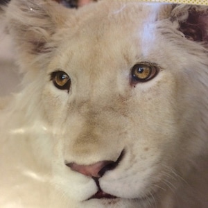 VLY added a photo of their purchase