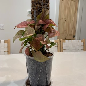 Starria added a photo of their purchase