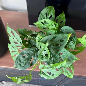 Monika added a photo of their purchase