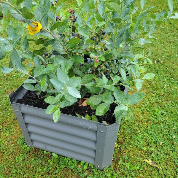 Assortment of 3 Blueberry Bushes for Best Cross Pollination Rabbiteye