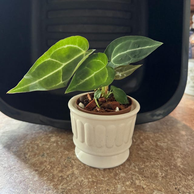 中サイズAnthurium dorayaki x magnificum Anthurium Dorayaki x Magnificum – Lost in the Forrest