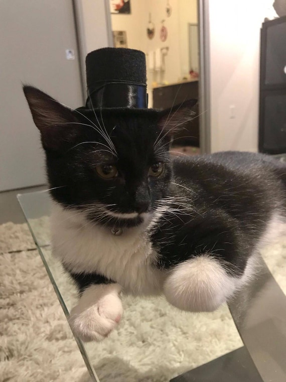 Customer photo of a pet with the Gentleman's Bowler Top Hat  for small pet Cat