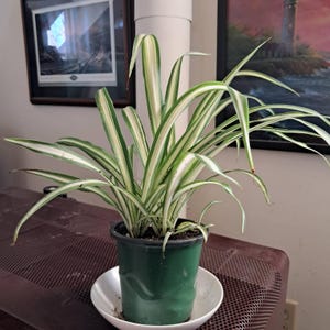 Susan added a photo of their purchase
