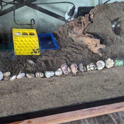 7-Piece Hermit Crab Starter Kit - Bathing Pool, Water Dish, Food Bowls, Stones & Spray Bottle