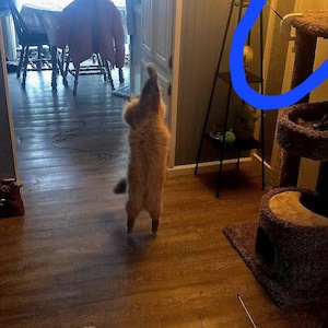 Carla hat ein Foto des gekauften Artikels hinzugefügt