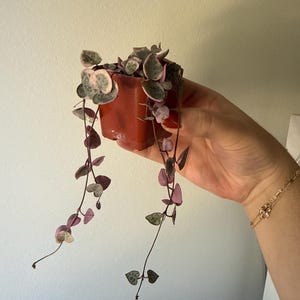 Jocelyn added a photo of their purchase