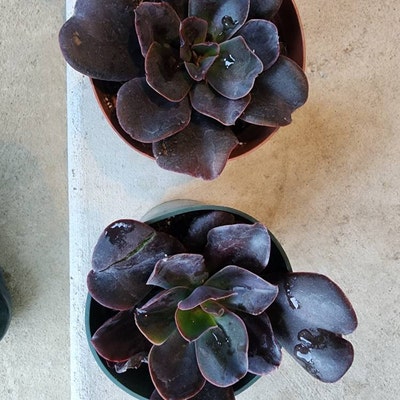 Senecio Radicans'string of Fish Hooks' Rare Succulent Plant - Etsy