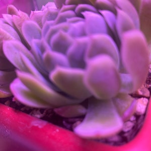 Karol ha añadido una foto de su compra