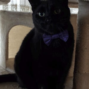 Gingie added a photo of their purchase