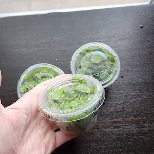 Jewell added a photo of their purchase