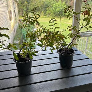 Annette added a photo of their purchase