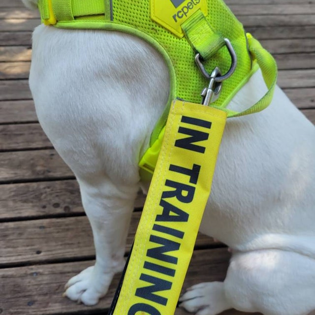 PWHAOO „In Training“ Hunde-Leinenhülle – Aufdruck „Bitte Ignorieren“, Nylon, 6x22 Cm, Mit Druckknopf