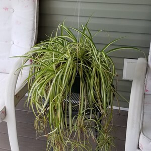 thumbnail image 2 of 5-Pack Replacement Wire Hangers For Hanging Baskets - Steel, Fits 10", 8", Or 6" Baskets 2 of 10