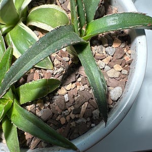 anthurium cutting Cutting of anthurium silver blush, a rare and elegant plant   plantandstories