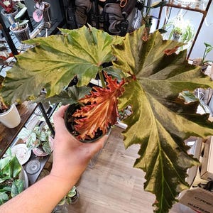 Hailey added a photo of their purchase