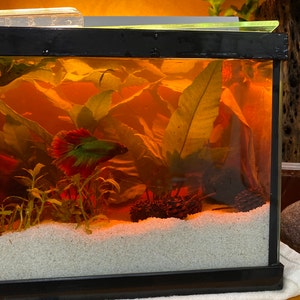 Elba added a photo of their purchase